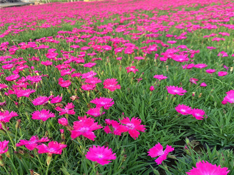 徽县：小小北京菊 开出“致富花”(图1)