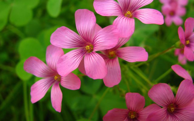 长春花这样修剪花越来越多开成花球太惊艳邻居红了眼(图1)