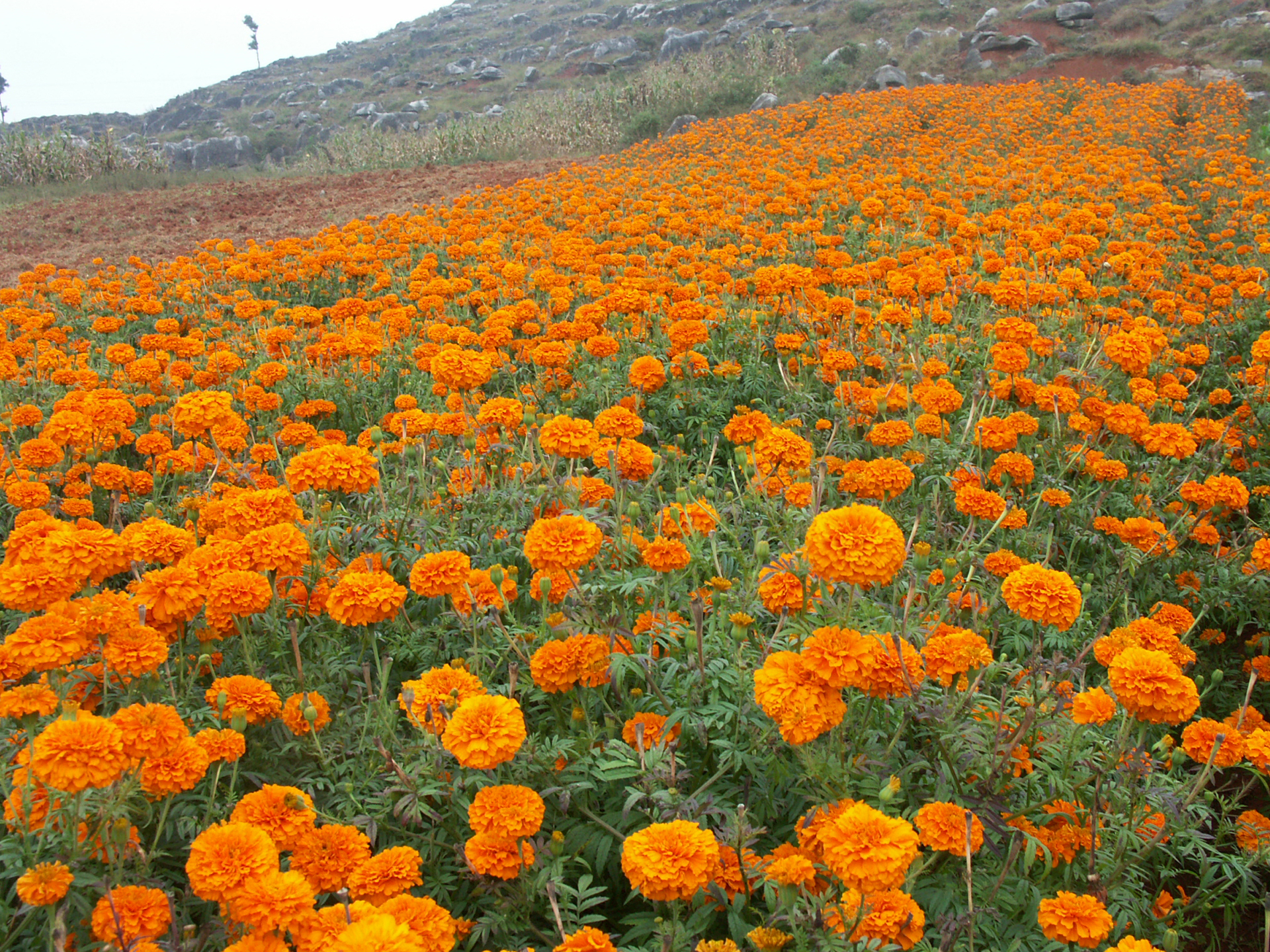 山东菏泽：牡丹花海盛景迎客来(图1)