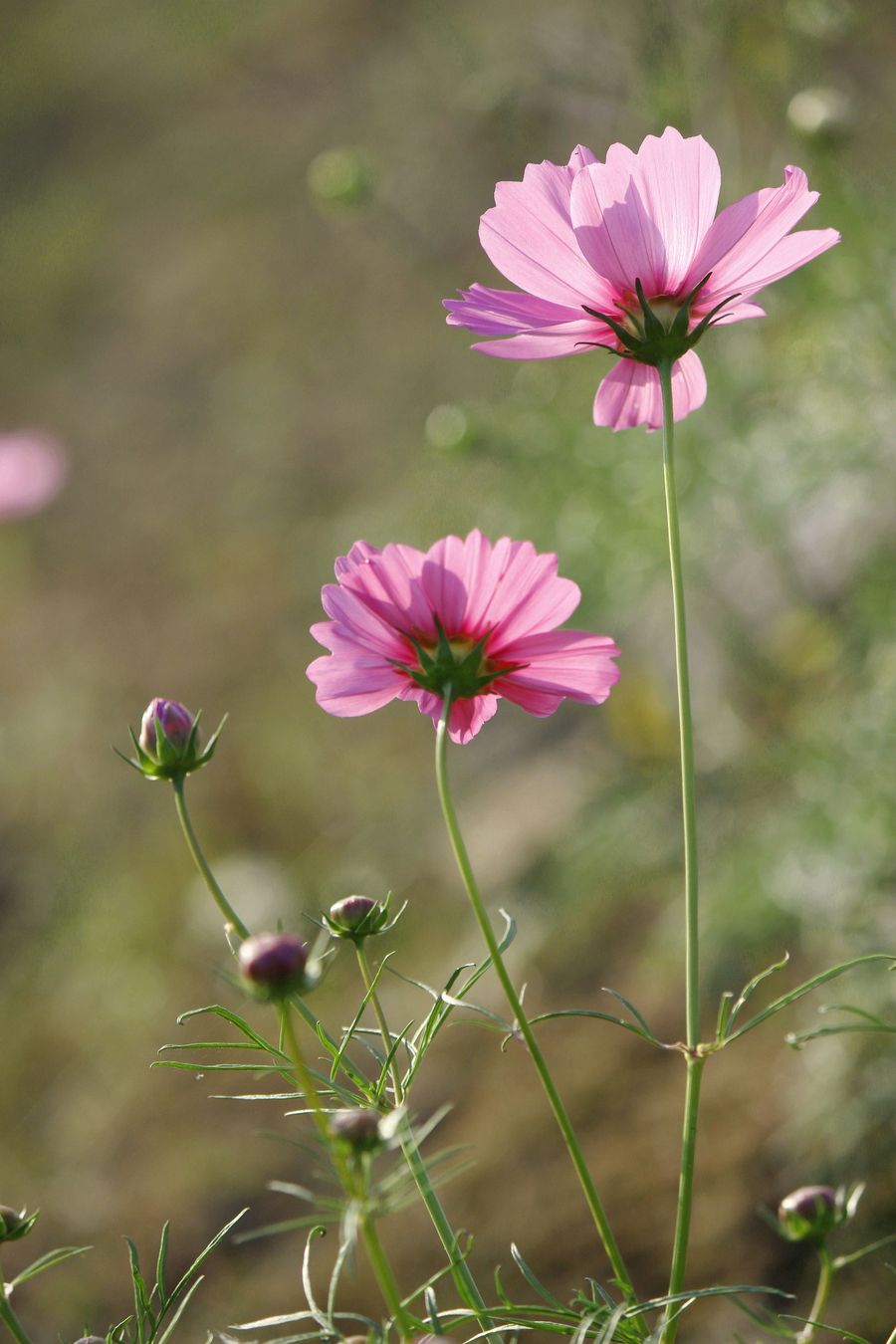 喜欢菊花？就养“翠菊”吧！花开“似绒球”好养易活开150天(图1)