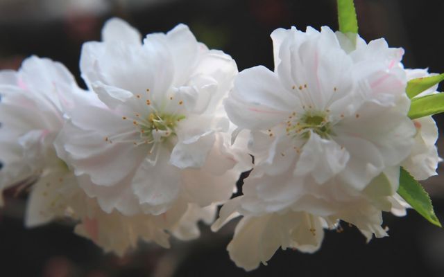 九游棋牌贵阳市栀子花清新上市了！均价→(图1)