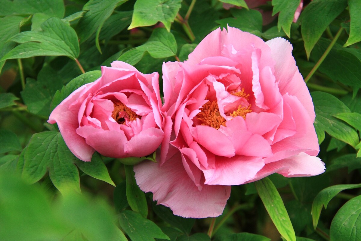 河南洛阳：牡丹花开倾城美 赏花游园正当时(图1)